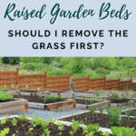 Raised Garden Beds - Do you need to remove grass under a raised garden bed - Urban Farming - Mini Urban Farm
