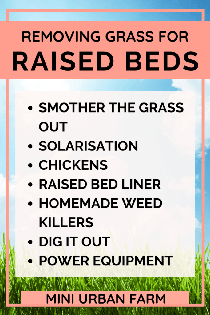 Raised Garden Beds - Do you need to remove grass under a raised garden bed - Urban Farming - Mini Urban Farm