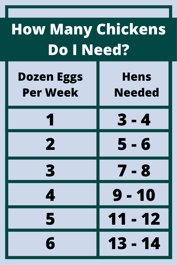 How Many Chickens Do I Need For a Dozen Eggs a Week? - Mini Urban Farm