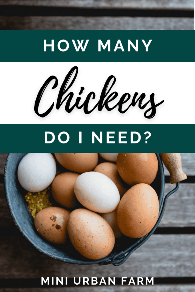 Raising Chickens for Eggs - How Many Chickens do I Need? Urban Homesteading - miniurbanfarm.com