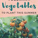 Summer Garden - 14 Drought Tolerant Vegetables to Plant This Summer - Urban Gardening - Mini Urban Farm