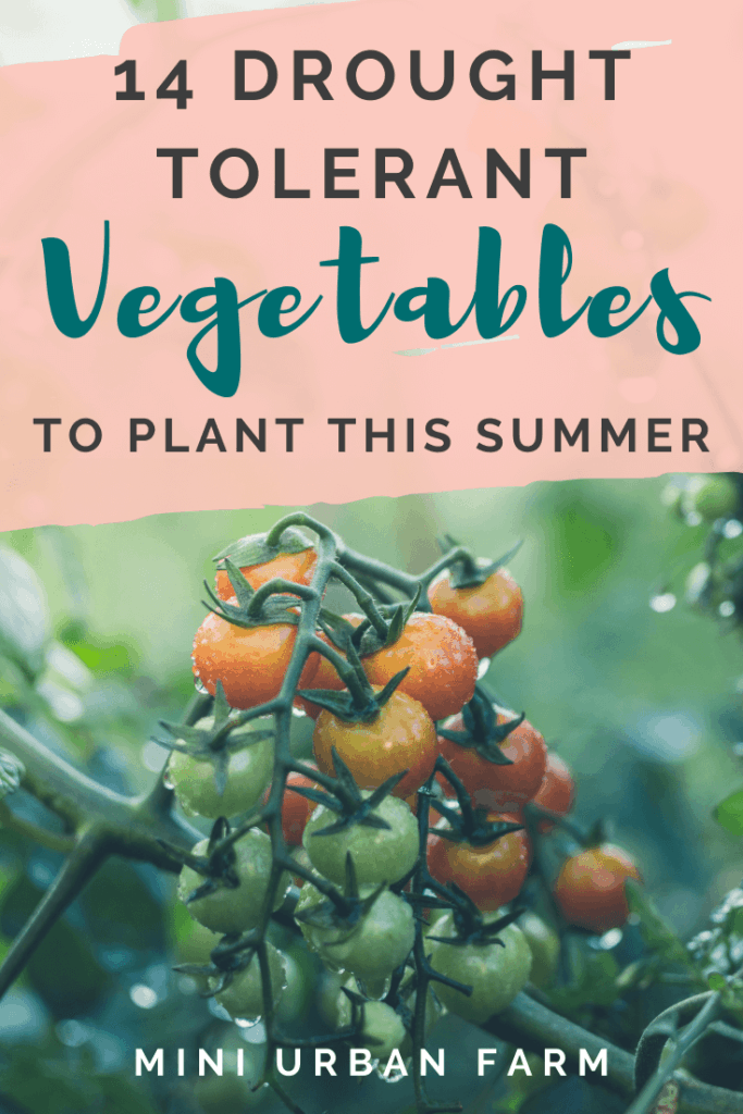 Summer Garden - 14 Drought Tolerant Vegetables to Plant This Summer - Urban Gardening - Mini Urban Farm