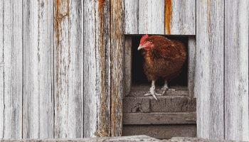 Chicken Coop Design Tips - 12 Practical Chicken Coop Design Tips to Make Your Life Easier - Raising Chickens