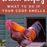 Chicken Keeping - Do Chickens Smell Bad - Mini Urban Farm (3)
