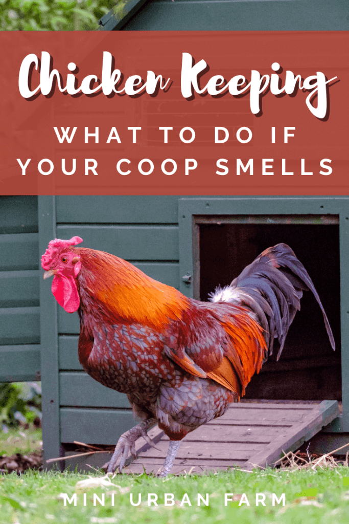 Chicken Keeping - Do Chickens Smell Bad - Mini Urban Farm (3)