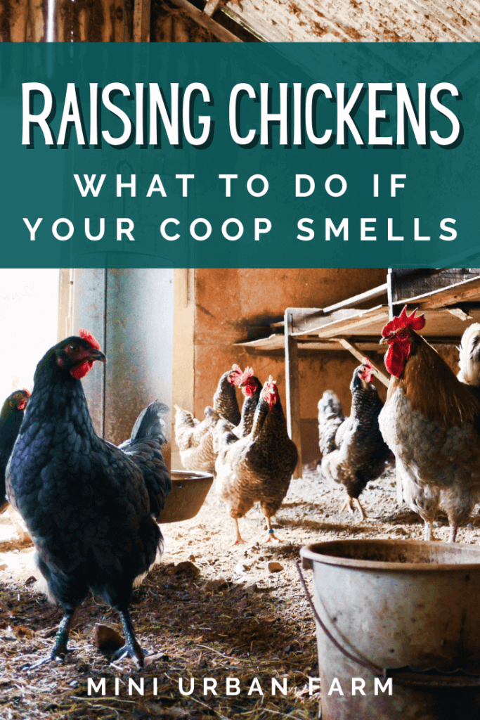 Chicken Keeping - Do Chickens Smell Bad? - Mini Urban Farm