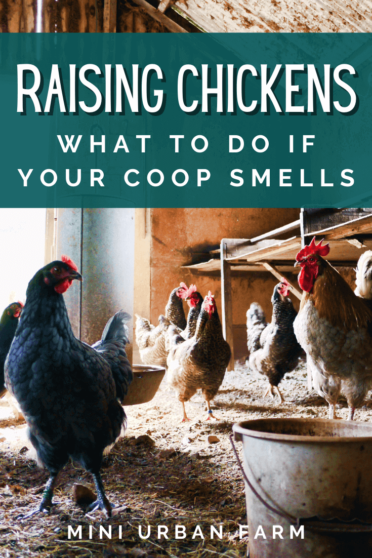 Do Chickens Smell Bad? Mini Urban Farm