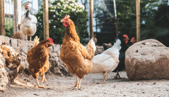 Chicken Keeping - Do Chickens Smell Bad? - Mini Urban Farm