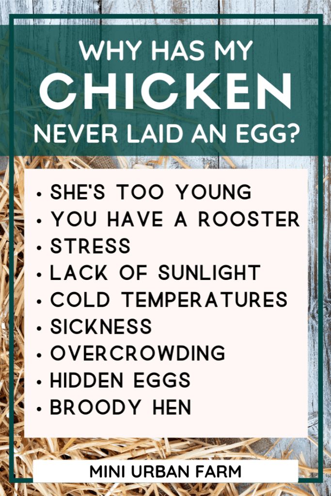 Raising Chickens for Eggs - Why Has My Chicken Never Laid an Egg? Chicken Keeping - Mini Urban Farm