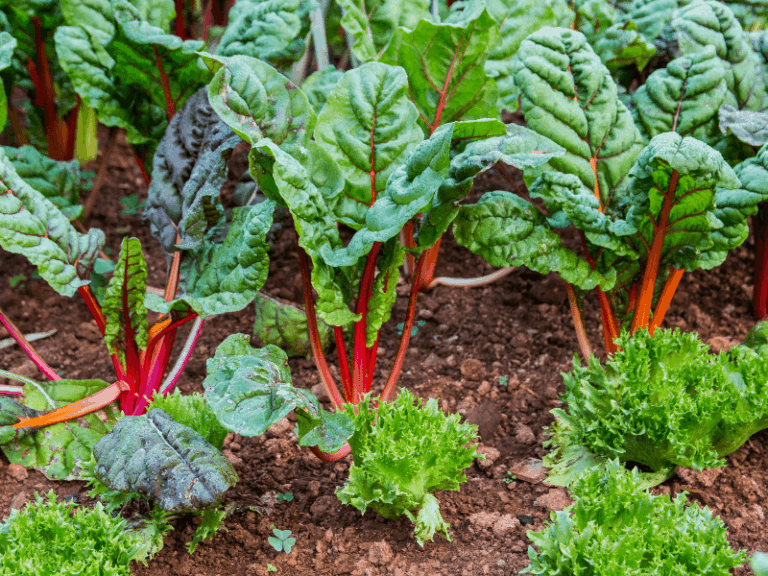 14 Drought Tolerant Vegetables You Need This Summer - Mini Urban Farm