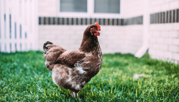 Best herbs for chickens - raising chickens for eggs - backyard chickens - Mini Urban Farm (1)
