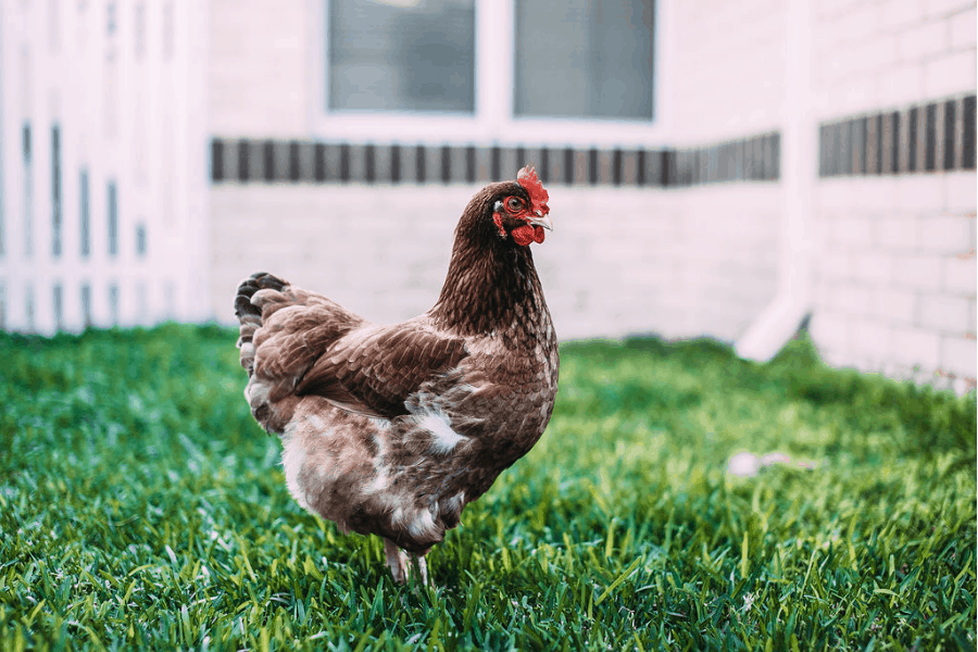 Best herbs for chickens - raising chickens for eggs - backyard chickens - Mini Urban Farm (2)