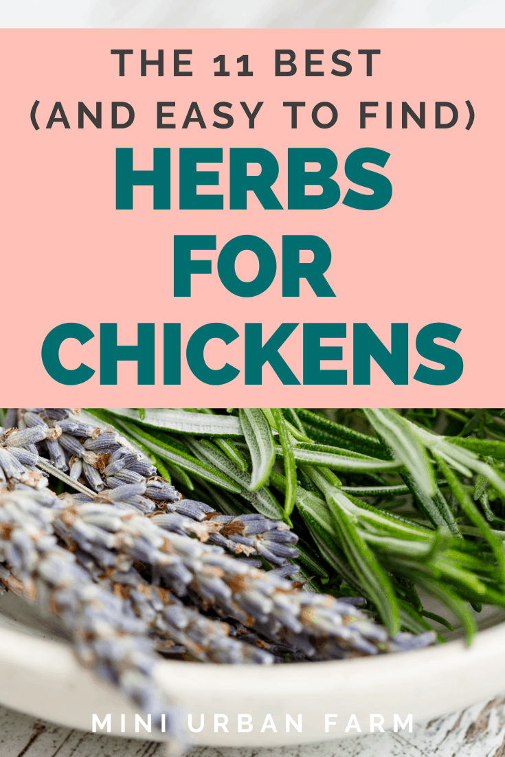 11 Best Herbs for Chickens to Keep Your Flock Healthy! Mini Urban Farm