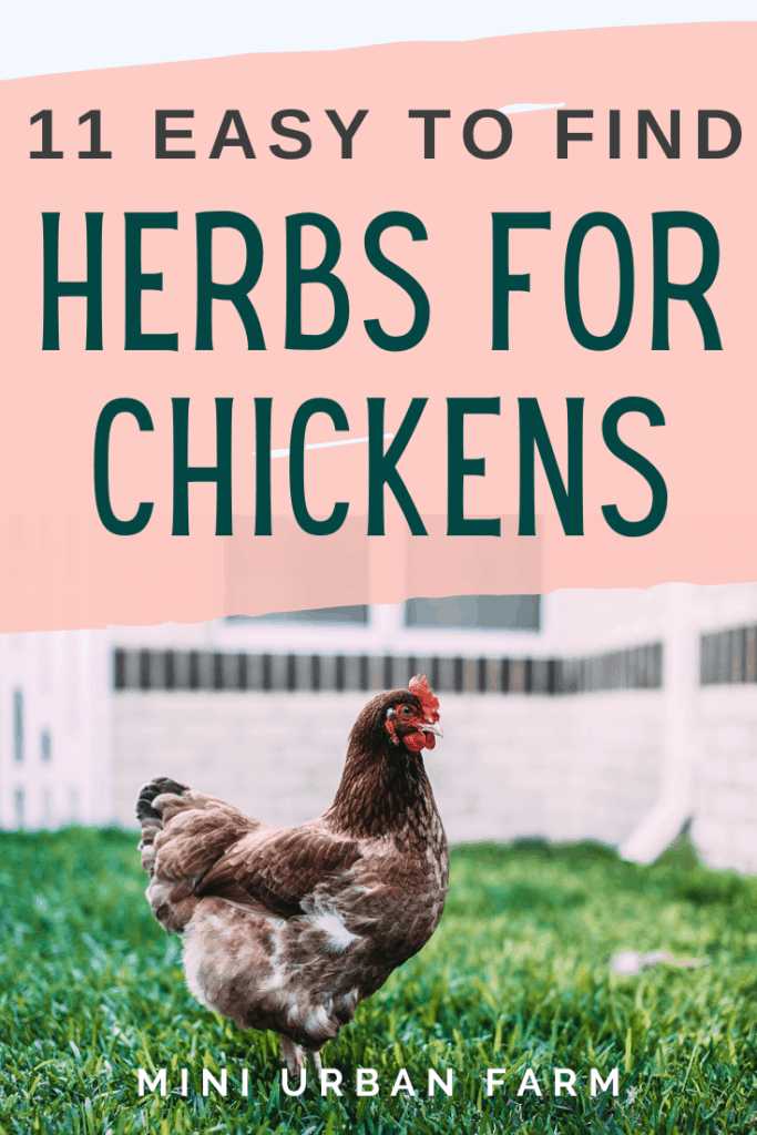 best herbs for chickens - chicken keeping - raising chickens - Urban Chicken Keeping - Mini Urban Farm (5)