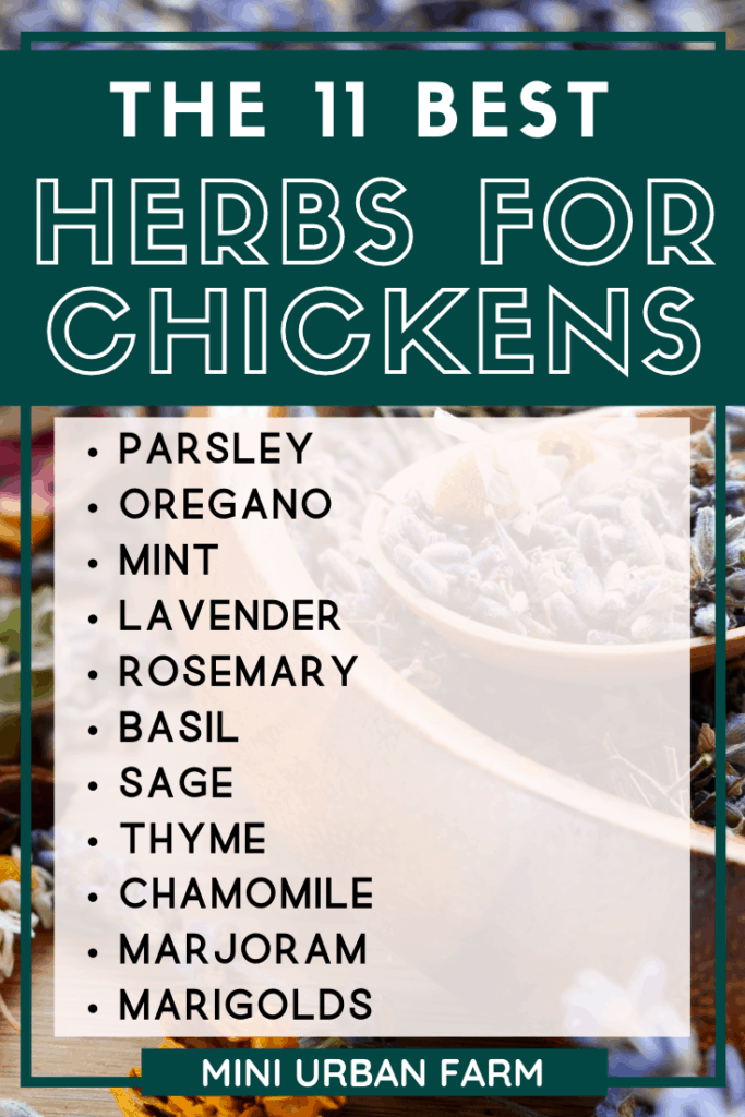best herbs for chickens - chicken keeping - raising chickens - Urban Chicken Keeping - Mini Urban Farm (5)