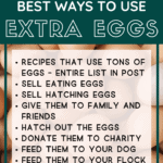 best ways to use extra eggs - Chickens for eggs - Mini Urban Farm (4)