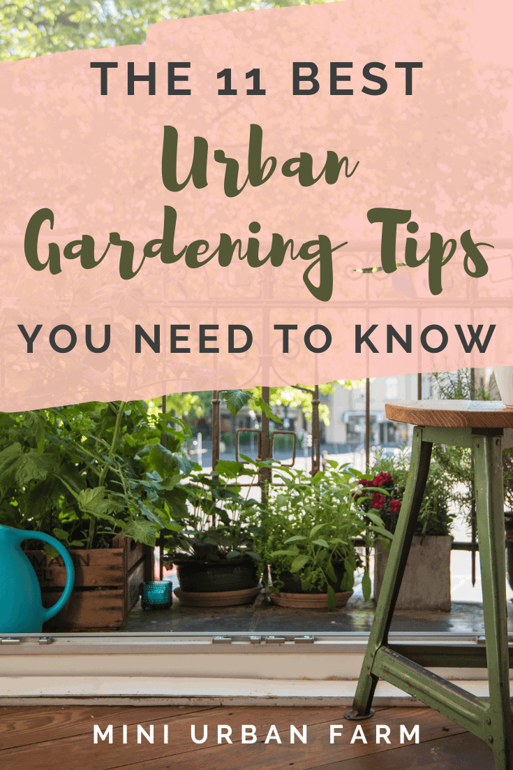 11 Urban Gardening Tips You Need to Know - Mini Urban Farm