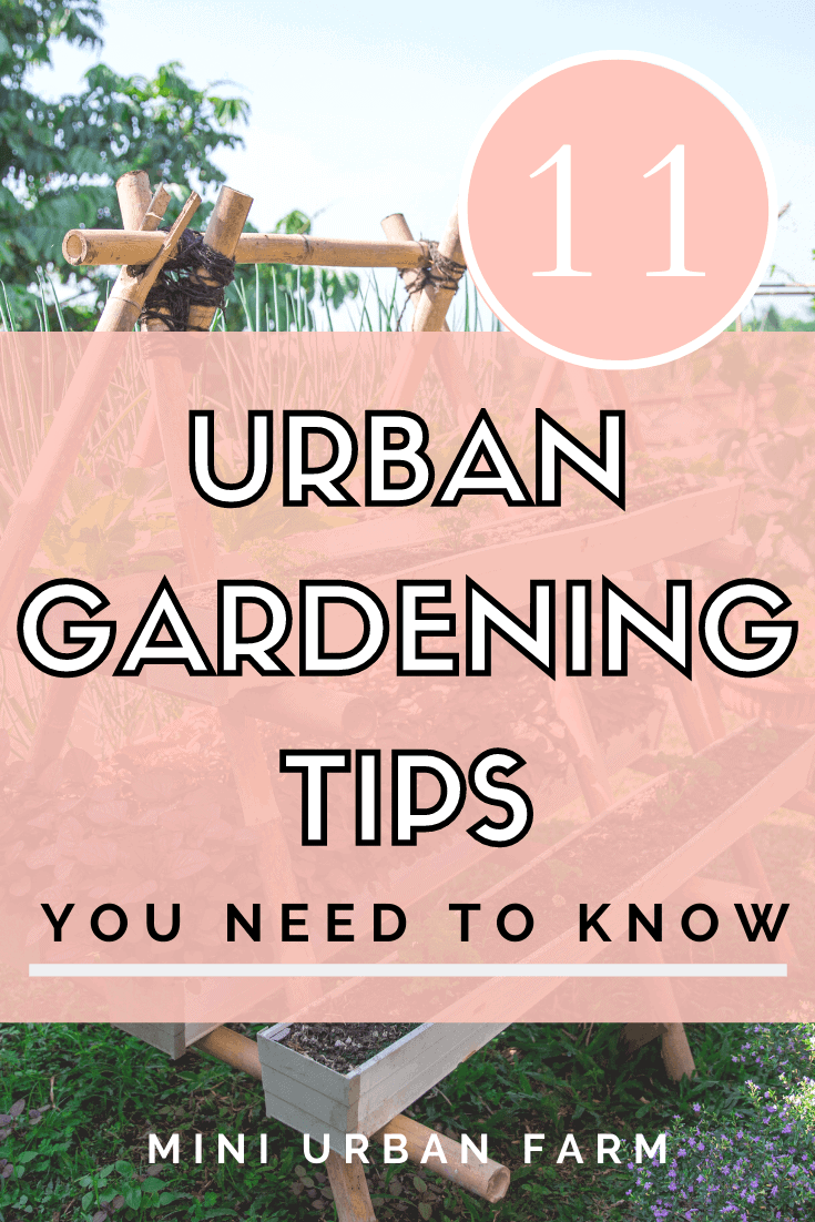 11 Urban Gardening Tips You Need to Know - Mini Urban Farm