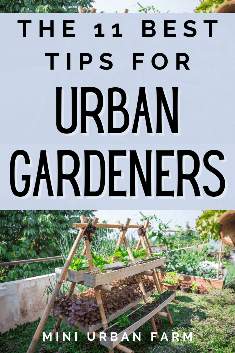 11 Urban Gardening Tips You Need to Know - Mini Urban Farm