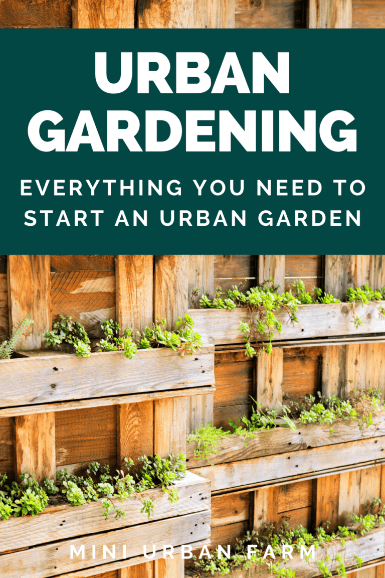 Urban Gardening for Beginners - Everything You Need to Know - Mini ...