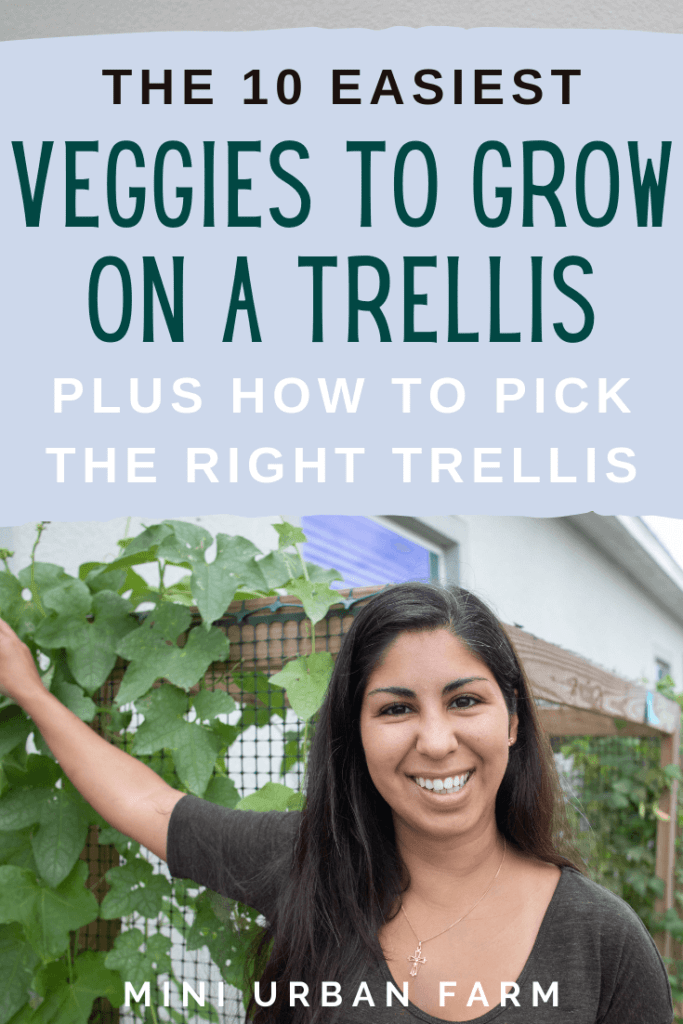 10 Amazing Vegetables That Can Be Trellised - Growing Vertically - Vegetable Garden - Mini Urban Farm