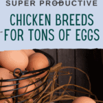 Chicken Breeds for Eggs - Backyard Chickens - Raising Chickens for Eggs - Mini Urban Farm