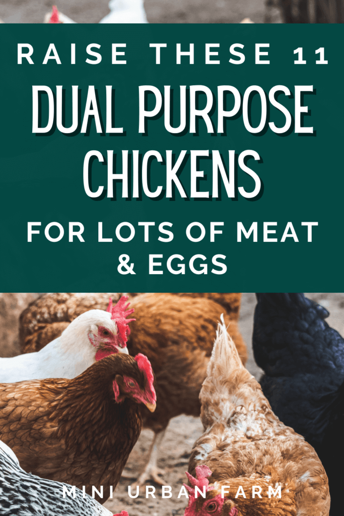 dual purpose chicken breeds for meat and eggs - raising chickens for meat and eggs - chicken keeping (1)