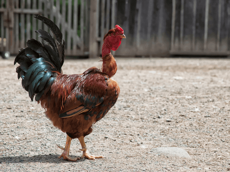 Best Dual Purpose Chicken Breeds Of All Time Mini Urban Farm