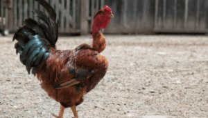 dual purpose chicken breeds for meat and eggs - raising chickens for meat and eggs - chicken keeping (1)