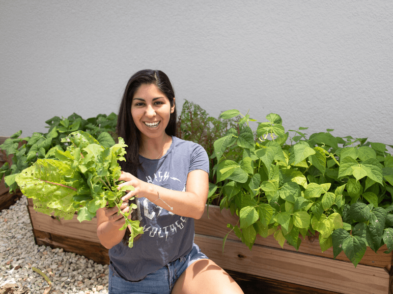 tips to grow salad in the summer - grow salad in the heat - summer gardening - Mini Urban Farm 