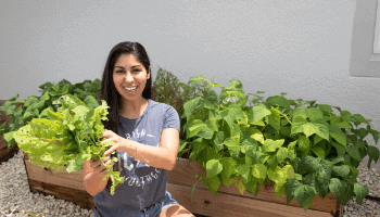 tips to grow salad in the summer - grow salad in the heat - summer gardening - Mini Urban Farm