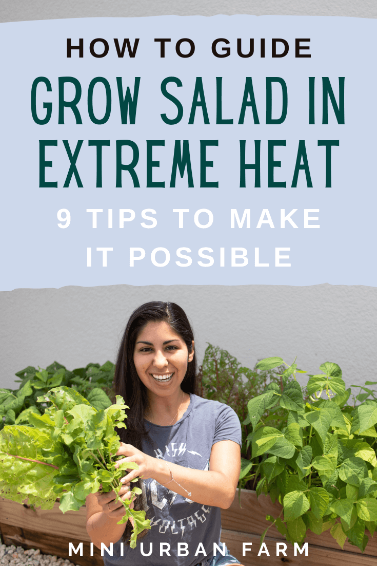 9 Practical Tips for Growing Salad in the Summer - Mini Urban Farm