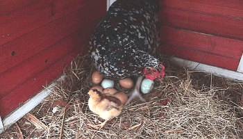 what to do if you have a broody hen - Backyard Chickens - Chicken Keeping - Mini Urban Farm