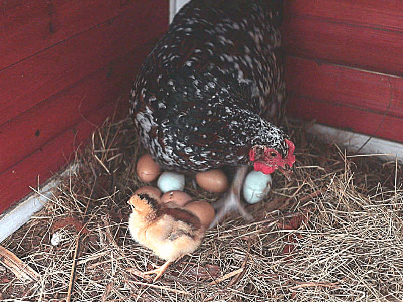 what to do if you have a broody hen - Backyard Chickens - Chicken Keeping - Mini Urban Farm