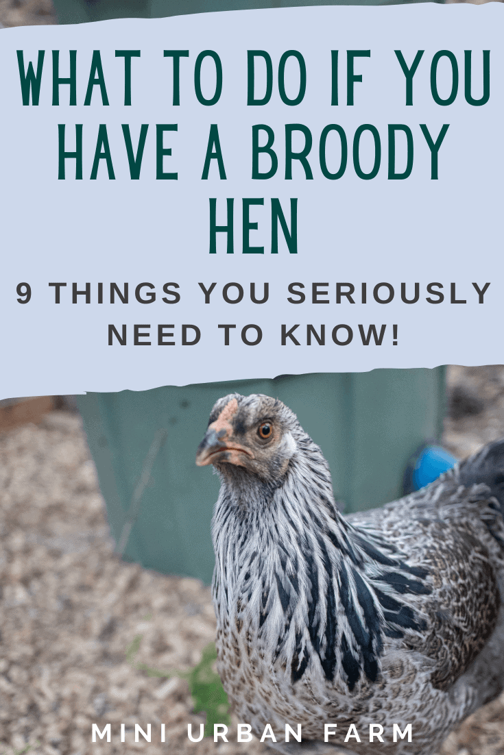 what to do if you have a broody hen - chicken keeping - raising chickens - backyard chickens - Mini urban farm (3)