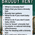 what to do if you have a broody hen - chicken keeping - raising chickens - backyard chickens - Mini urban farm (3)