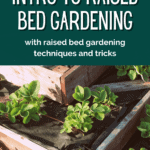 Raised bed vegetable gardening for beginners - urban gardening - mini urban farm (4)