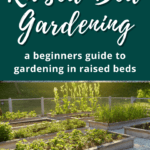 Raised bed vegetable gardening for beginners - urban gardening - mini urban farm (4)