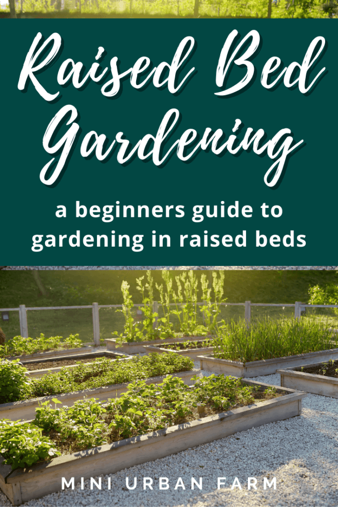 Raised bed vegetable gardening for beginners - urban gardening - mini urban farm (4)