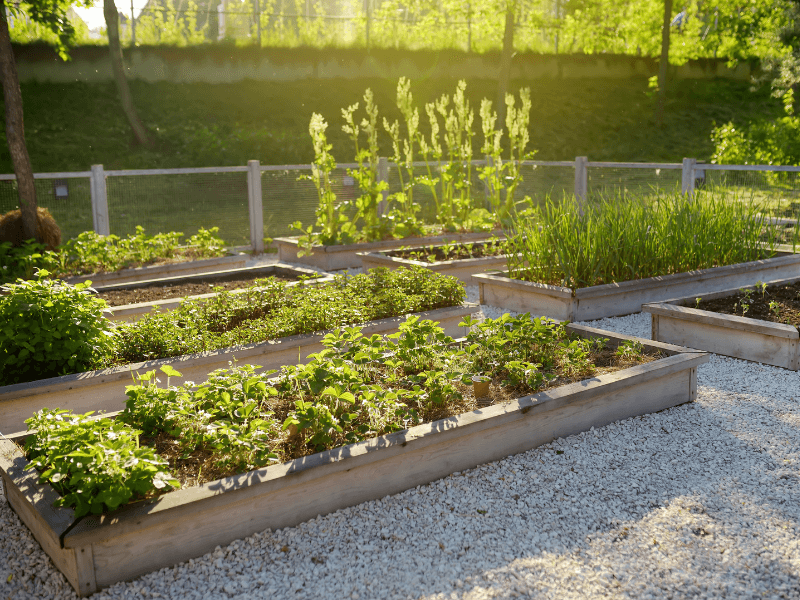 Raised bed vegetable gardening for beginners - urban gardening - mini urban farm (4)