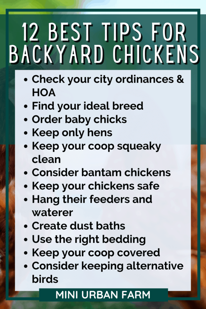 12 Urban Chicken Keeping Tips Every Urban Homesteader Should Know - Backyard Chickens - Mini Urban Farm