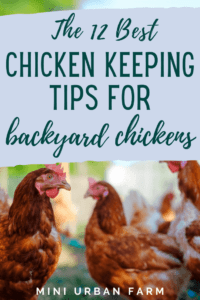 12 Urban Chicken Keeping Tips Every Urban Homesteader Should Know ...