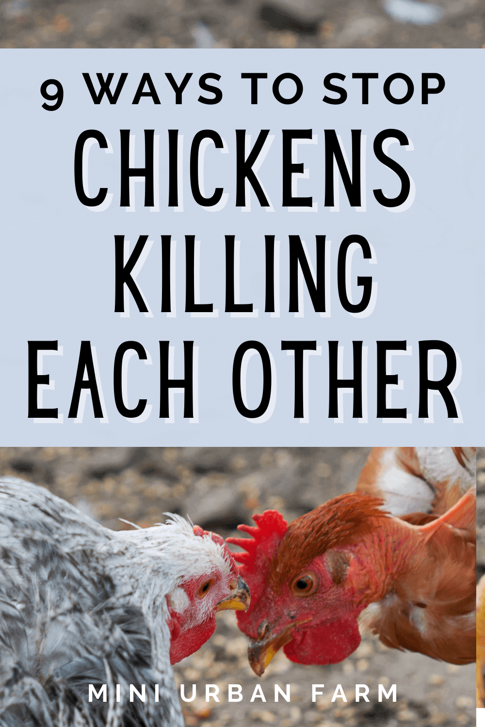 9-easy-ways-to-stop-chickens-from-killing-each-other-mini-urban-farm