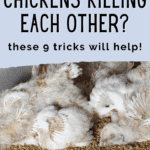 9 Ways to Stop Chickens From Killing Each Other - Raising Backyard Chickens - Mini Urban Farm