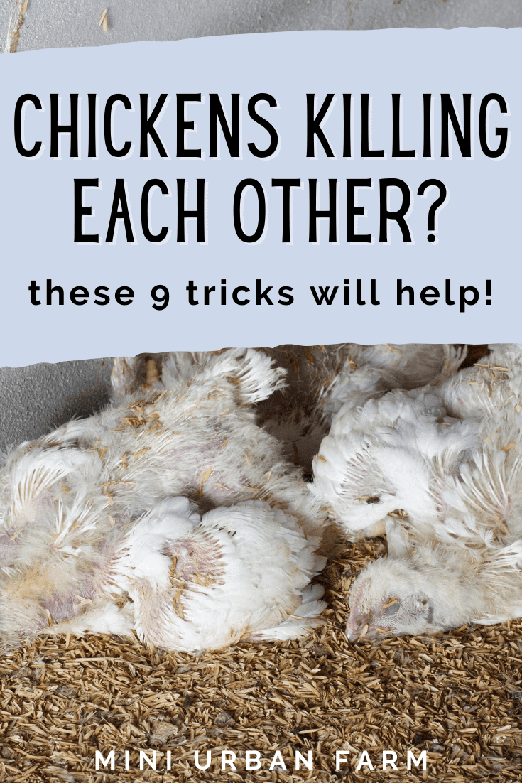 9 Easy Ways to Stop Chickens From Killing Each Other Mini Urban Farm