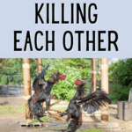 9 Ways to Stop Chickens From Killing Each Other - Raising Backyard Chickens - Mini Urban Farm