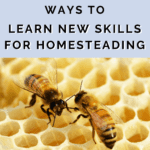 8 Genius Ways to Learn Homesteading Skills - Homesteading - Mini Urban Farm