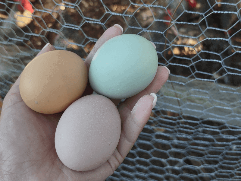 What do chickens need to lay eggs? Backyard Chicken Keeping - Mini Urban Farm