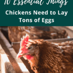 10 Things Chickens Need to Lay Eggs - What do chickens need to lay eggs? Mini Urban Farm