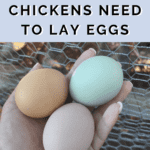 10 Things Chickens Need to Lay Eggs - What do chickens need to lay eggs? Mini Urban Farm